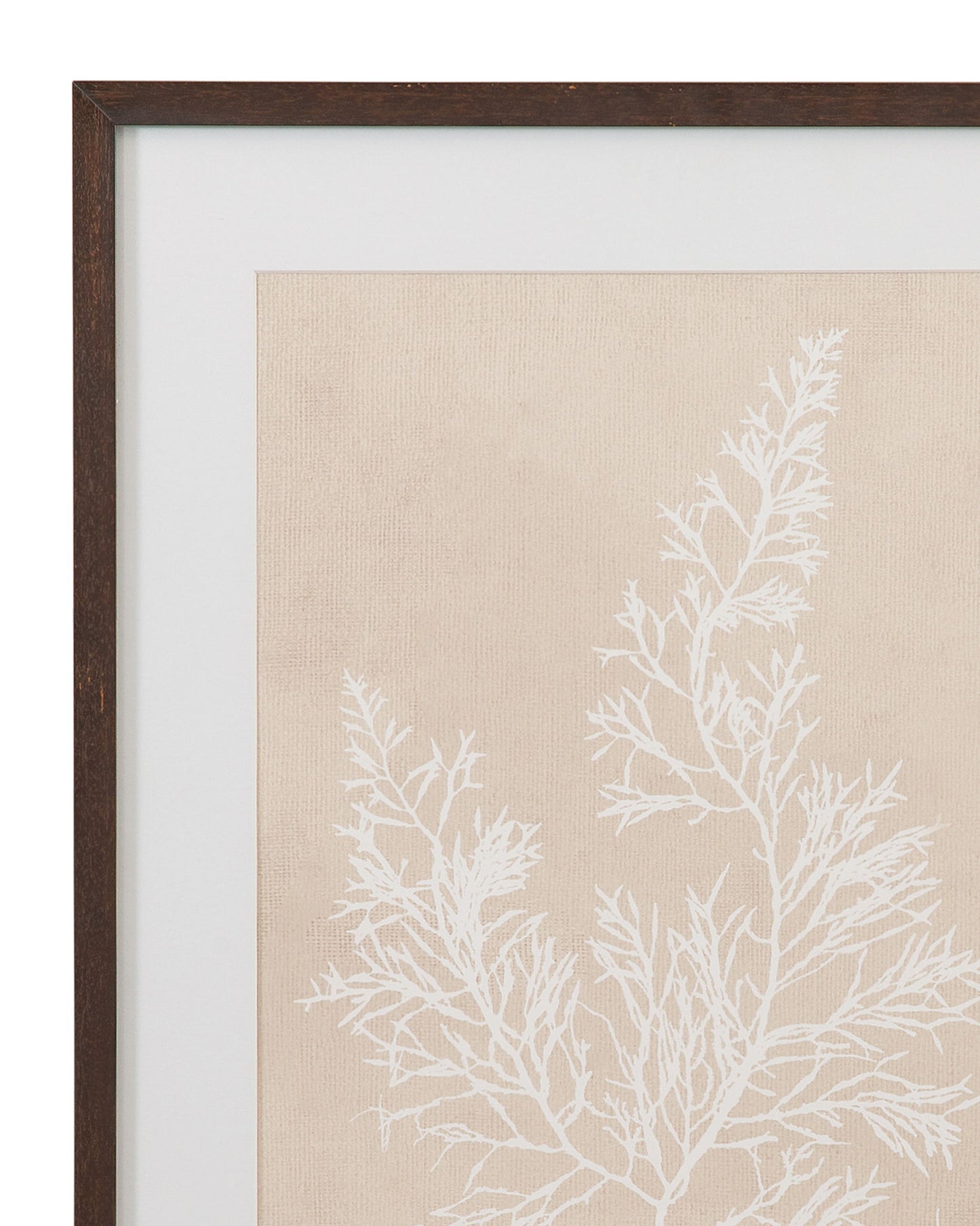 Marine Species Framed Print (Set of 4) - Beige