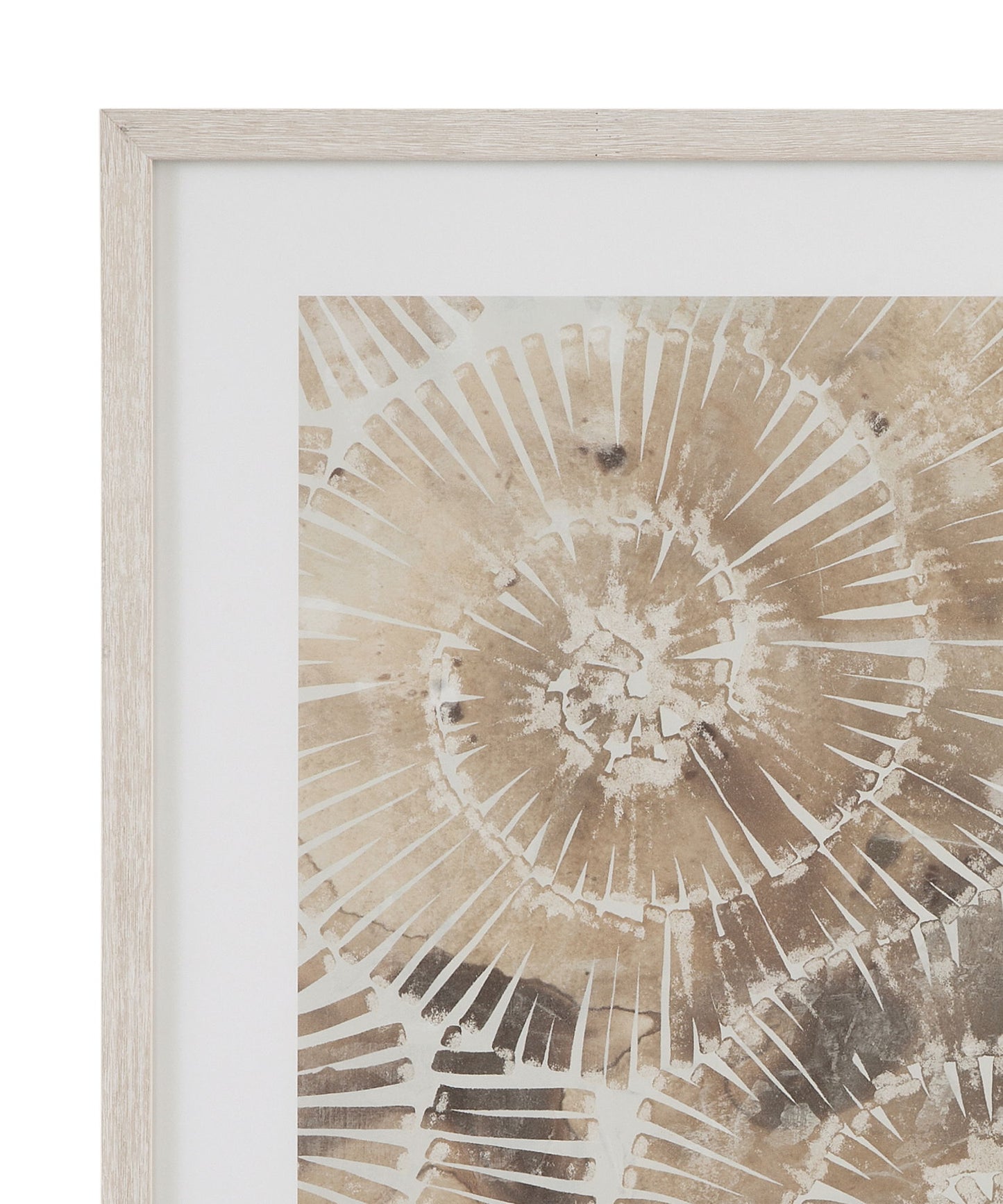 Fossil Nautilus I Framed Print - Brown