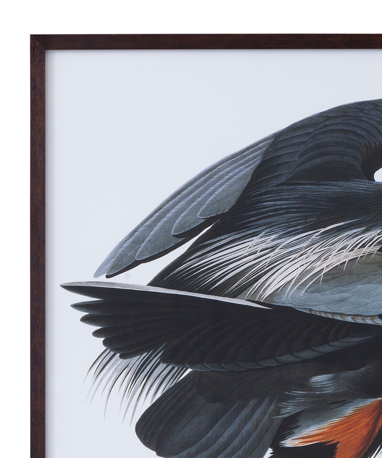 Audubon Great Blue Heron Framed Print - Gray