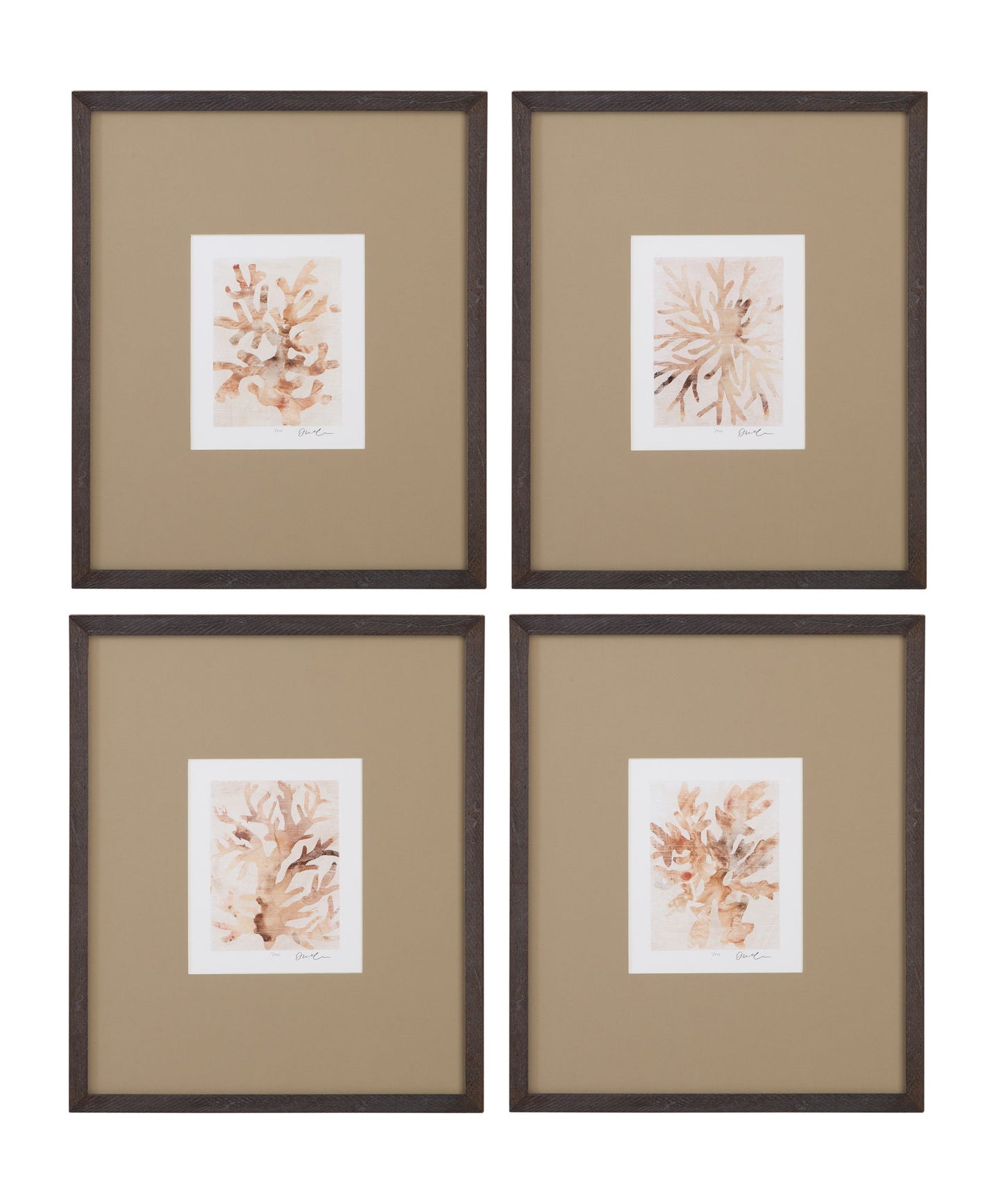 Parchment Coral Framed Print (Set of 4) - Brown