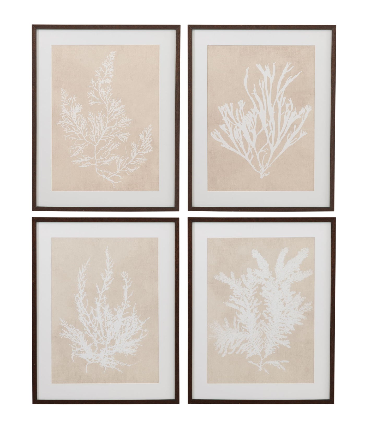 Cystoseira Ericoides Framed Print - Beige