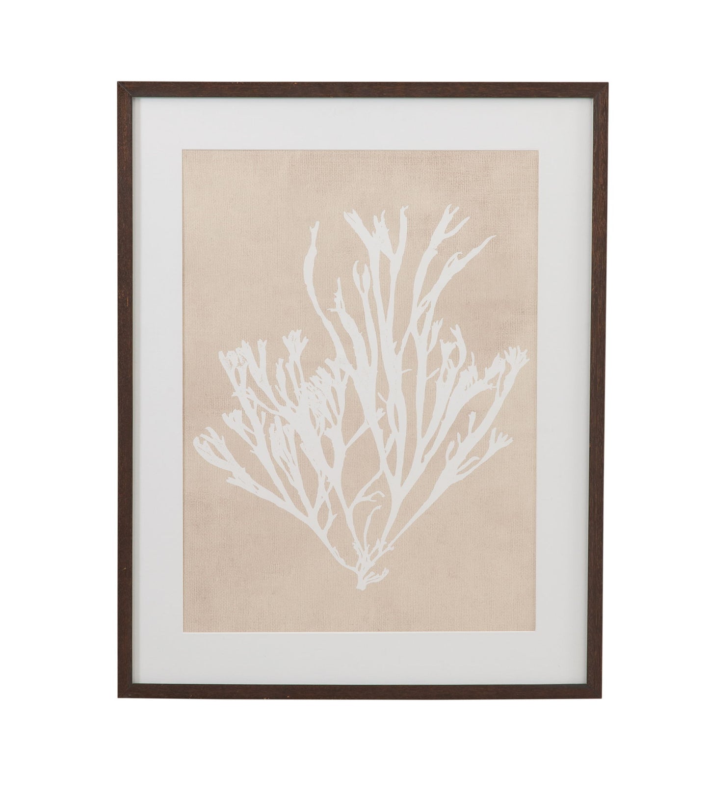 Gracilaria Multipartita Framed Print - Beige