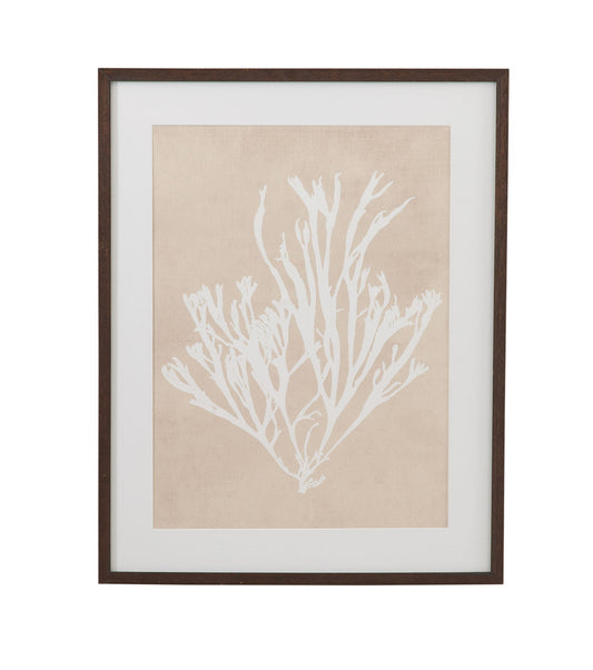 Gracilaria Multipartita Framed Print - Beige