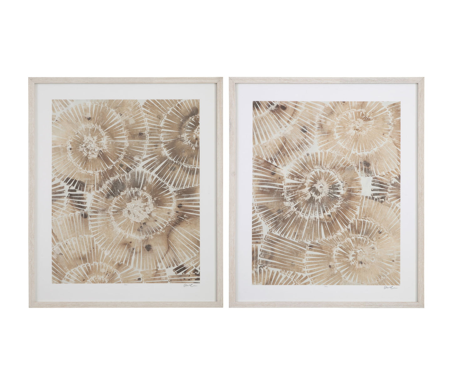 Fossil Nautilus Framed Print (Set of 2) - Brown