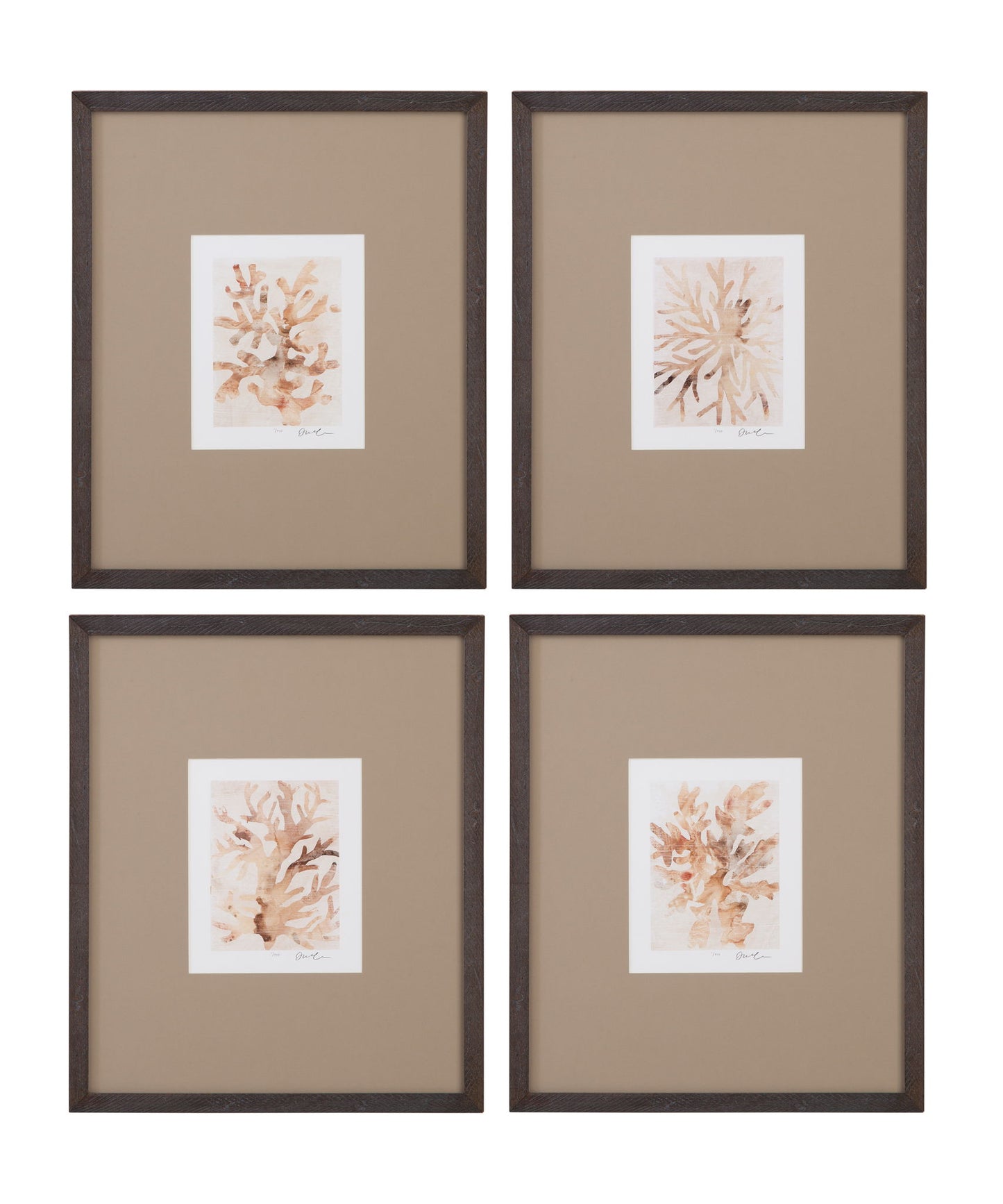 Parchment Coral Framed Print (Set of 4) - Brown