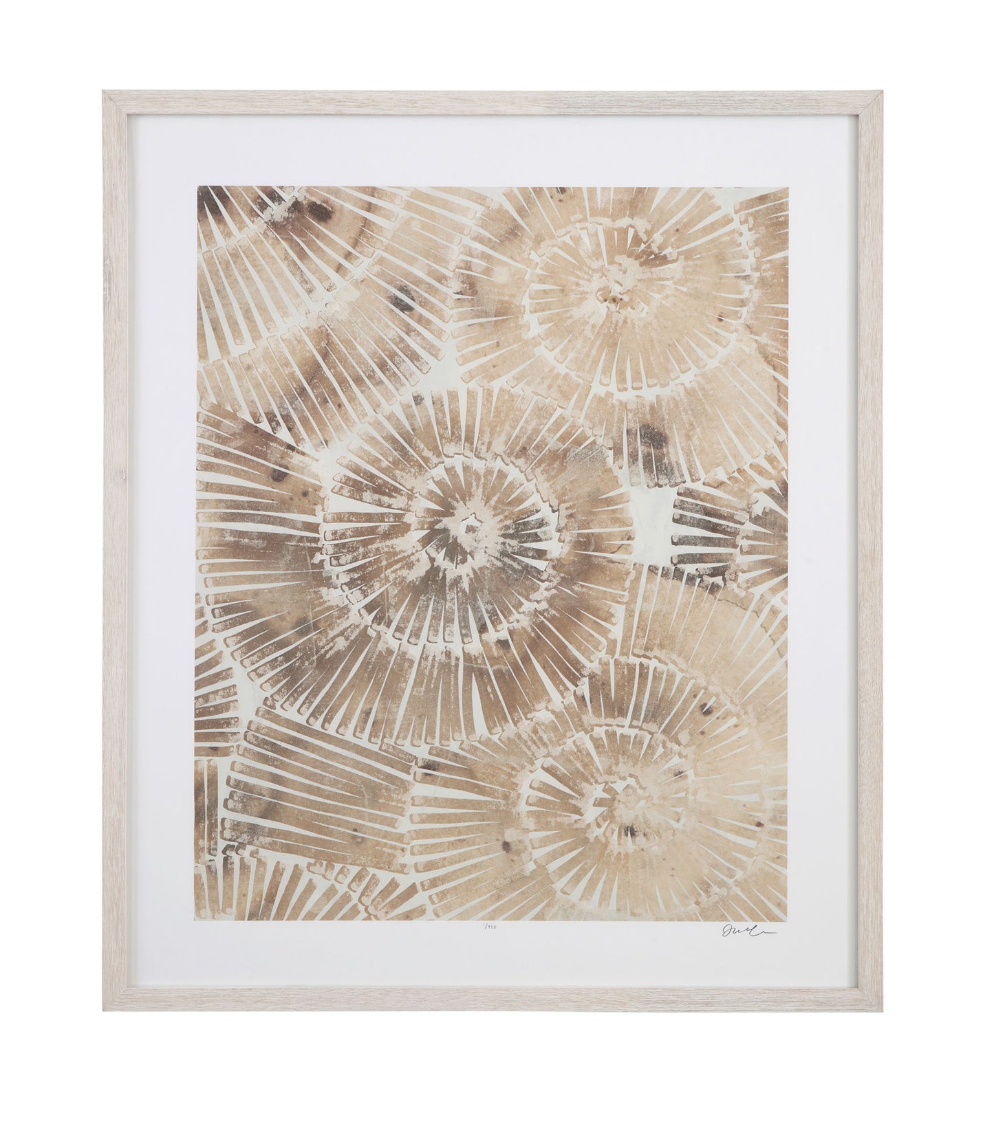 Fossil Nautilus II Framed Print - Brown