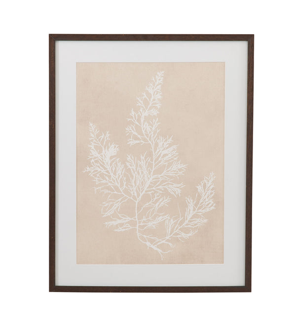 Cystoseira Faeniculacea Framed Print - Beige